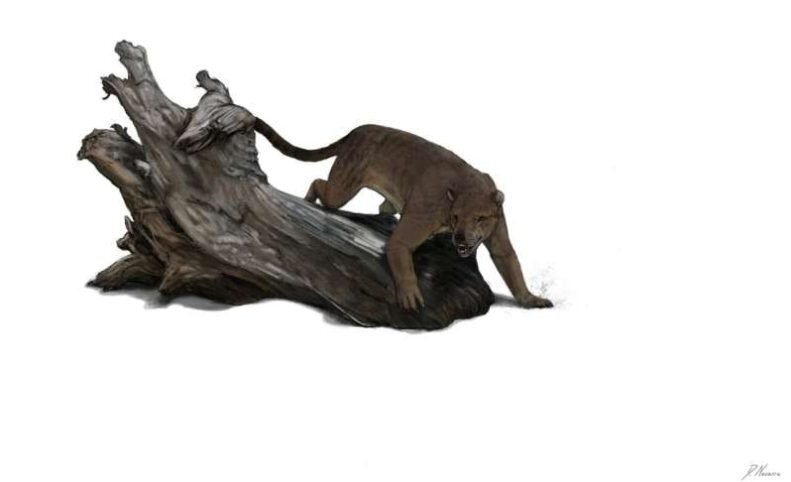 (تصویر) کشف گونه جدید شکارچی غول‌پیکر و باستانی «سگ خرسی» در فرانسه