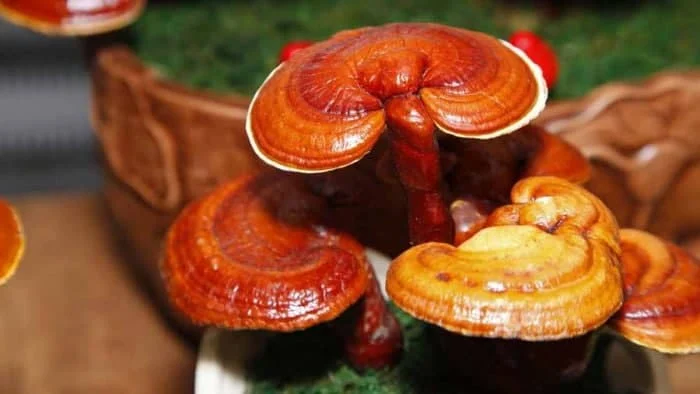 گانودرما