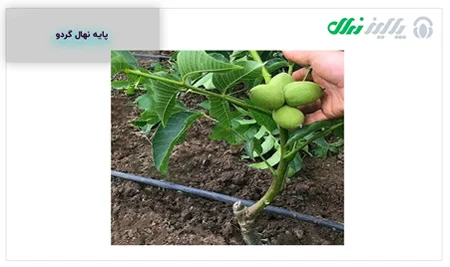 علمی و پزشکی