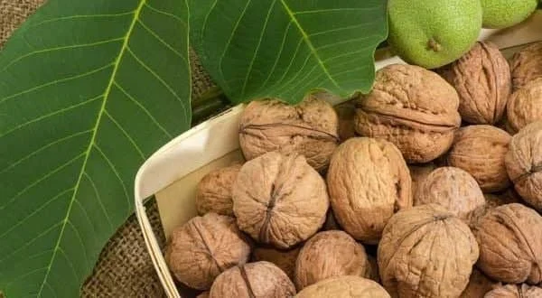 عمومی