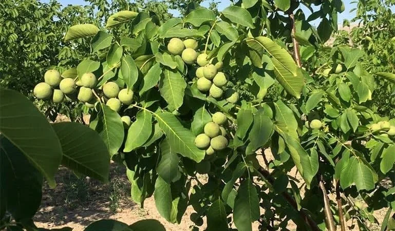 عمومی