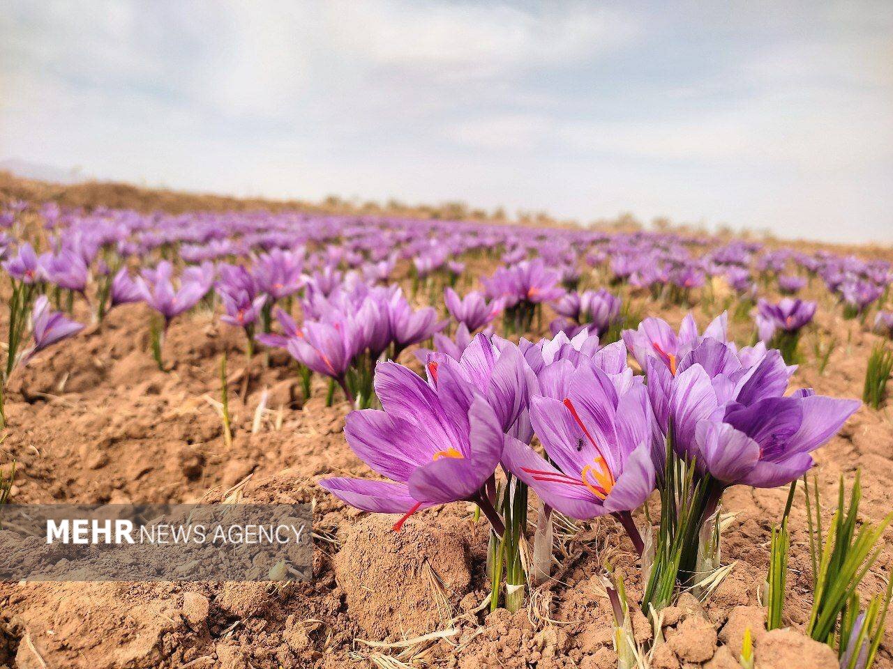 عمومی