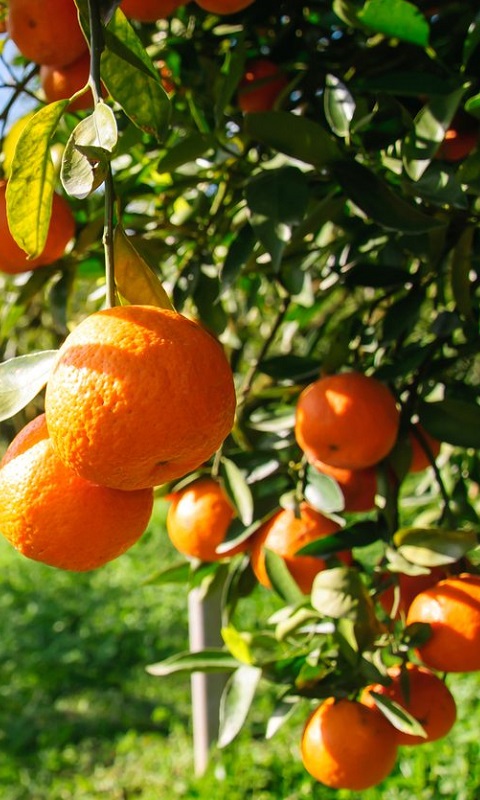 آموزش پیوند پرتقال به نارنج | بهترین پایه برای پیوند پرتقال | پیوند پرتقال و لیموشیرین