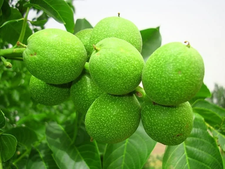 عمومی