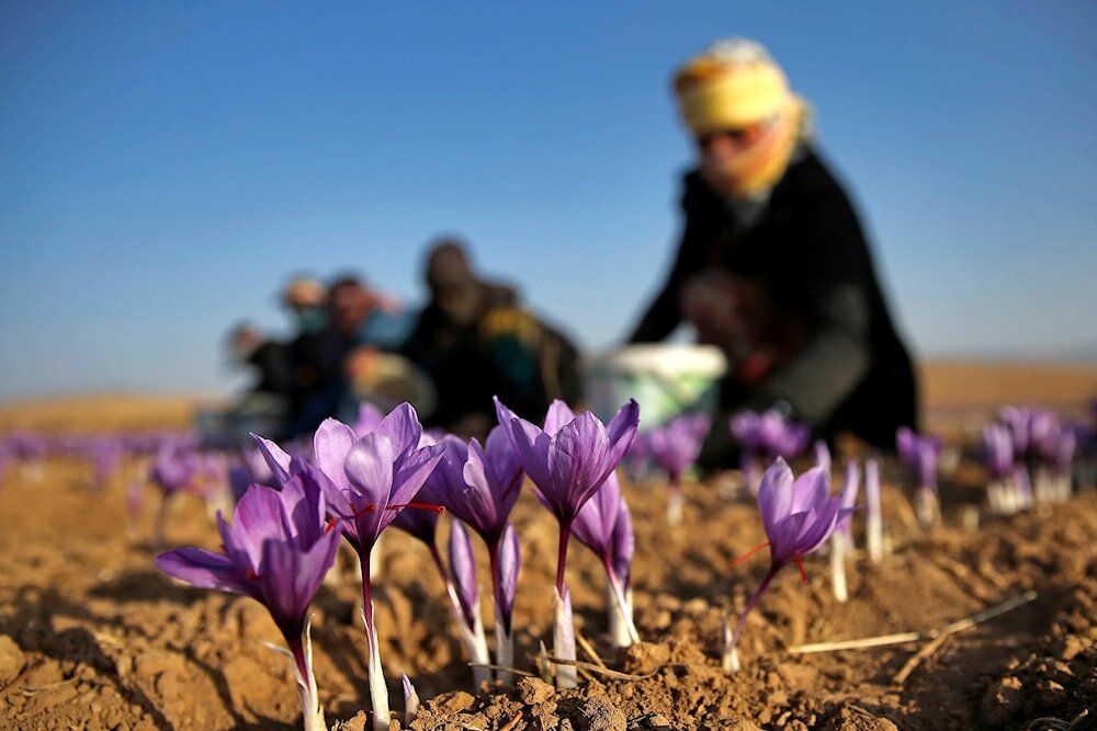 زعفران