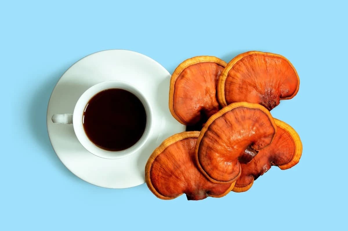 خواص قهوه فوری لاته حاوی عصاره قارچ گانودرما و شیرخشک | خواص قهوه لاته گانودرما دکتر بیز | طریقه مصرف قهوه لاته برای لاغری