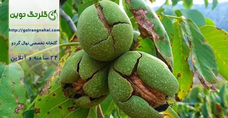 عمومی