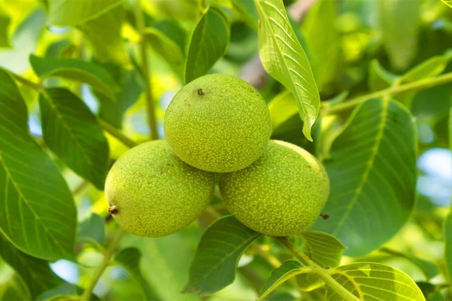 عمومی
