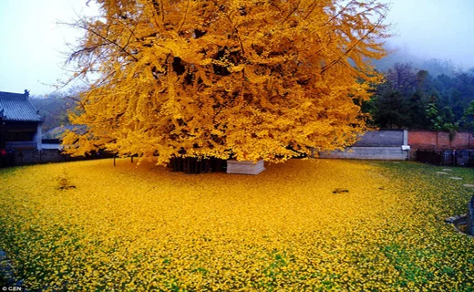Selling ginkgo tree in Gilan