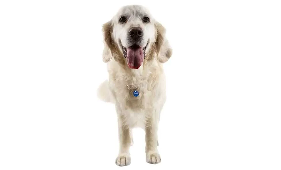گل
