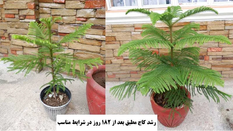 عمومی
