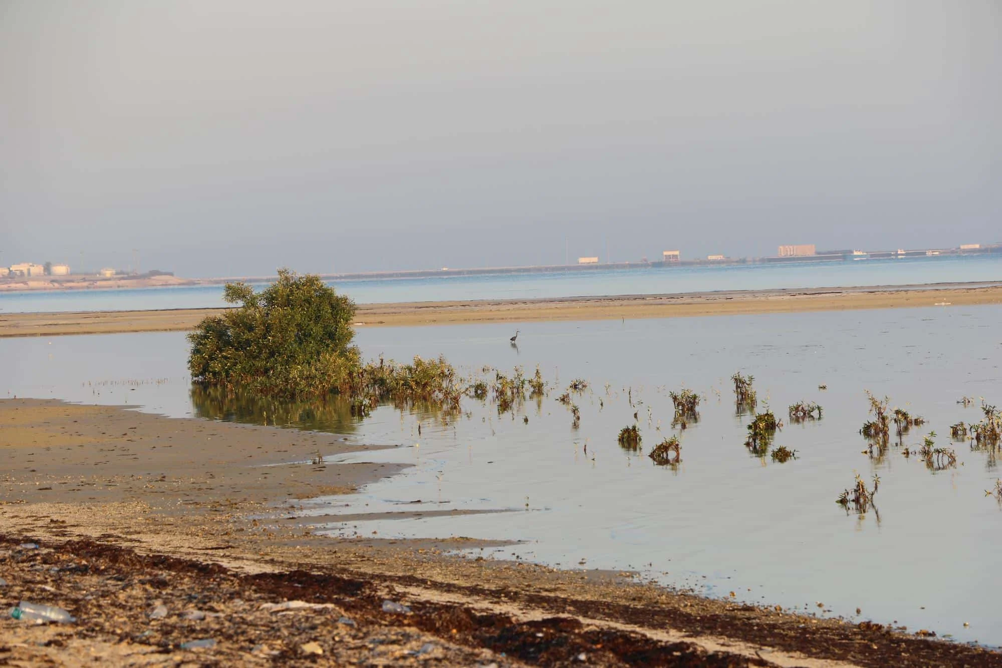 اجتماعی