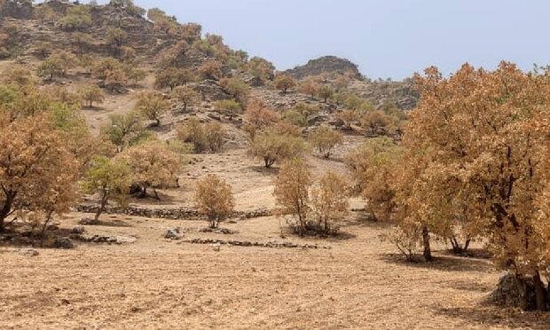 جنگ | جنگل | لرستان